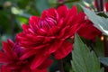 Red Dahlia Karma Amora sideways